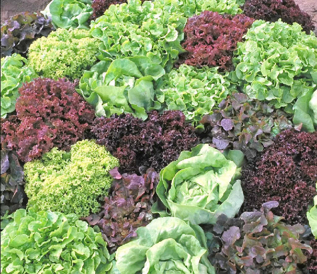 There are so many lettuce varieties. There are so many lettuce varieties.